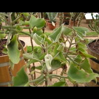 Kalanchoe Beharensis (fam Crassulacees) (Madagascar) (02)